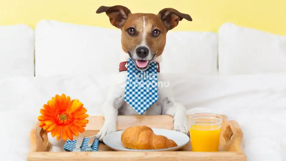 üzerine kıyafet giydirilmiş bir evcil hayvan fotoğrafı