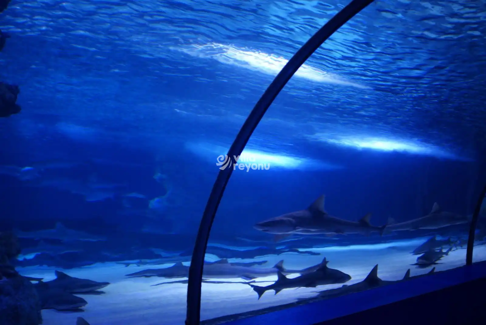 antalya aquarium 2