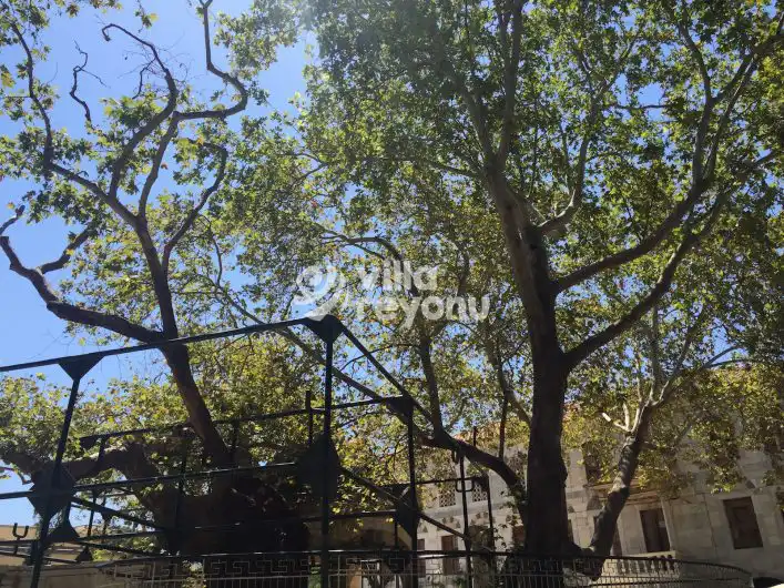 Kos adası Hipokrat ağacının görüntüsü